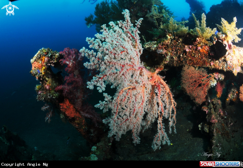 A Soft Coral