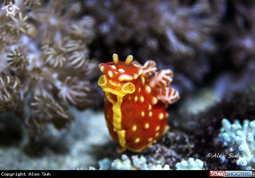 A Strawberry Nudibranch