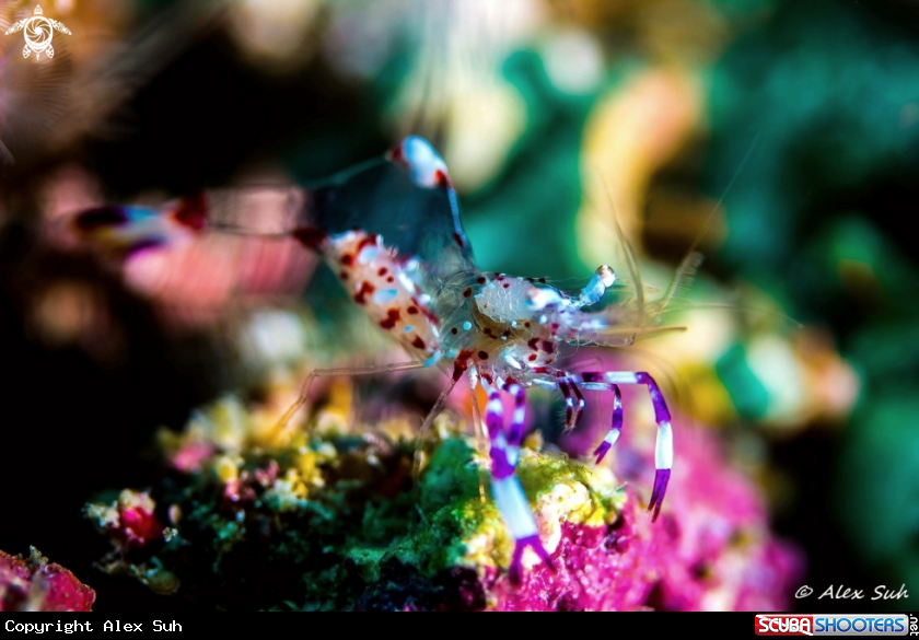 A Commensal Shrimp 