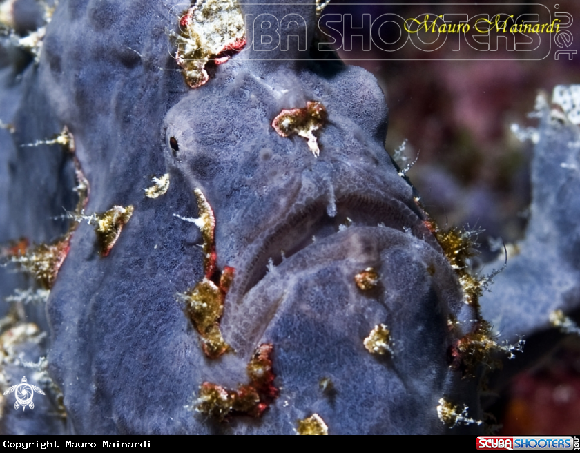 A Frogfish