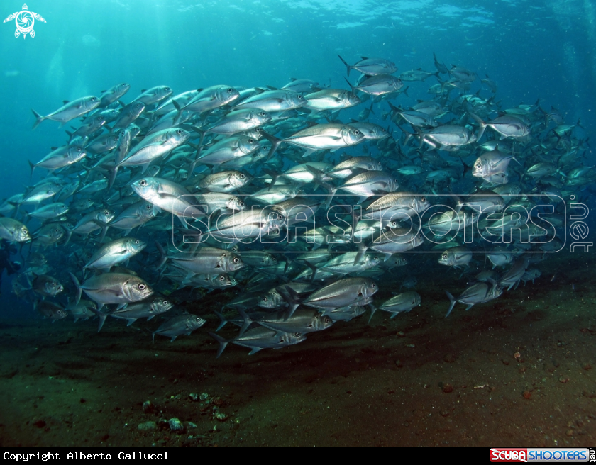 A Jackfish