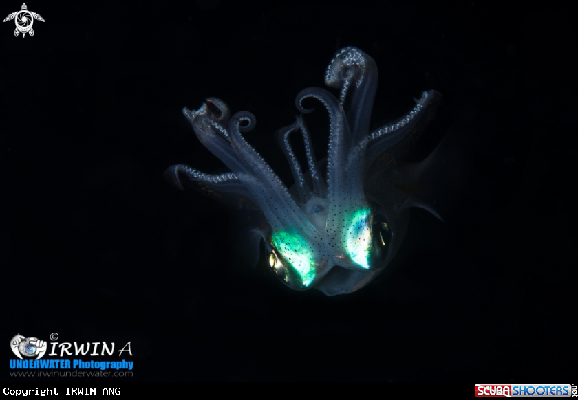 A Squid