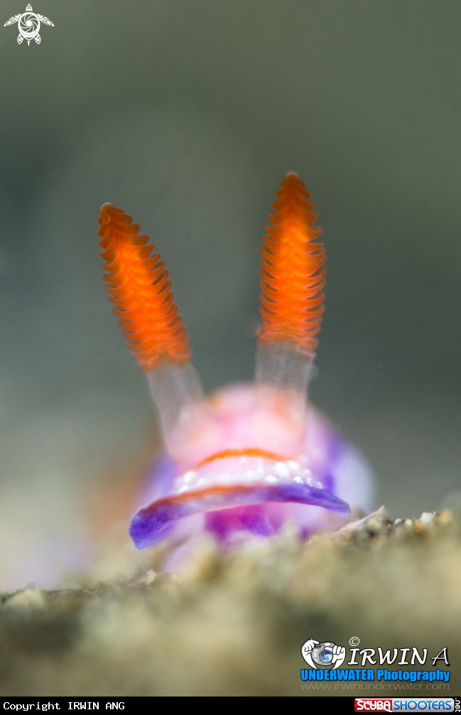 A Nudibranch