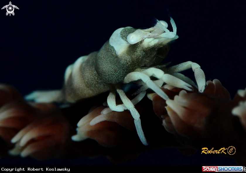 A Black coral shrimp