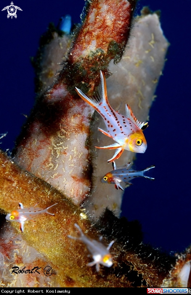 A fish 