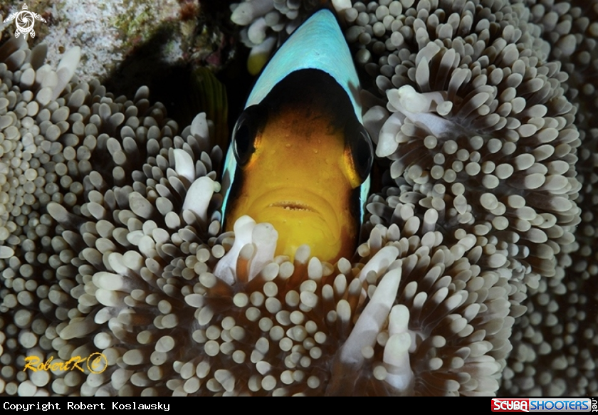 A Clownfish