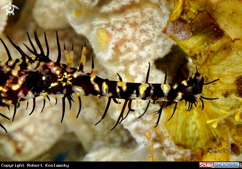 A Ghostpipe fish