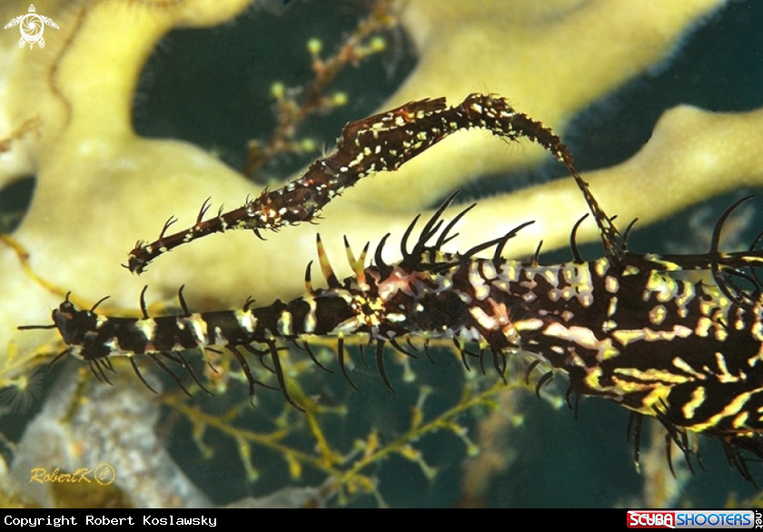 A Ghostpipe fish