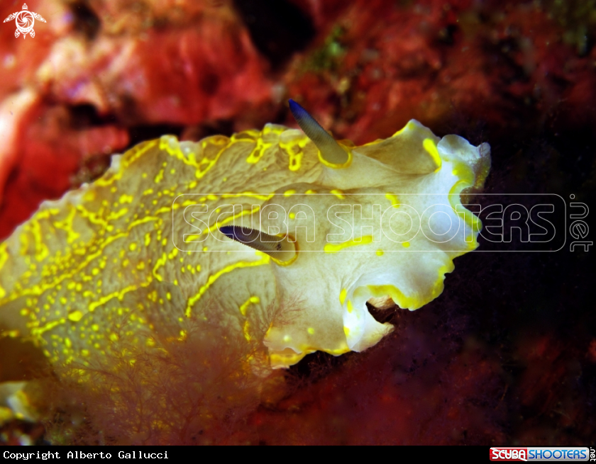A underwater creature