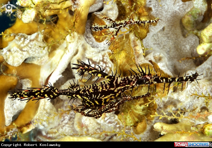 A Ghostpipe fish