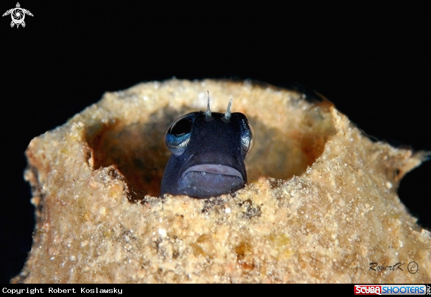 A Blenny