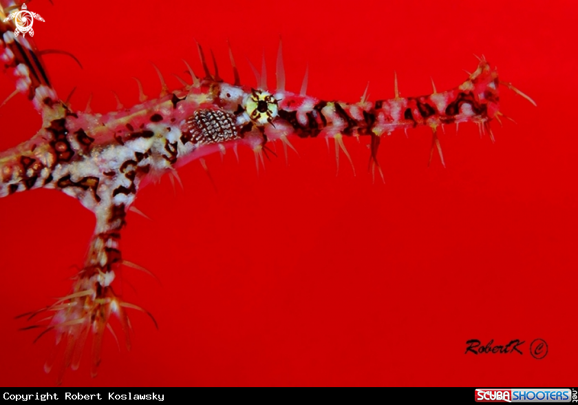 A Ghostpipe fish