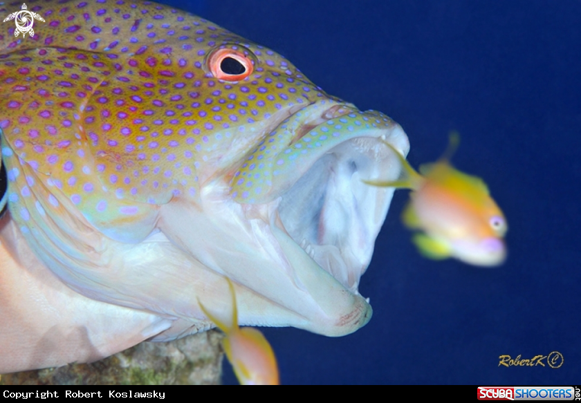 A Grouper