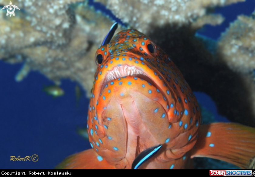 A Grouper