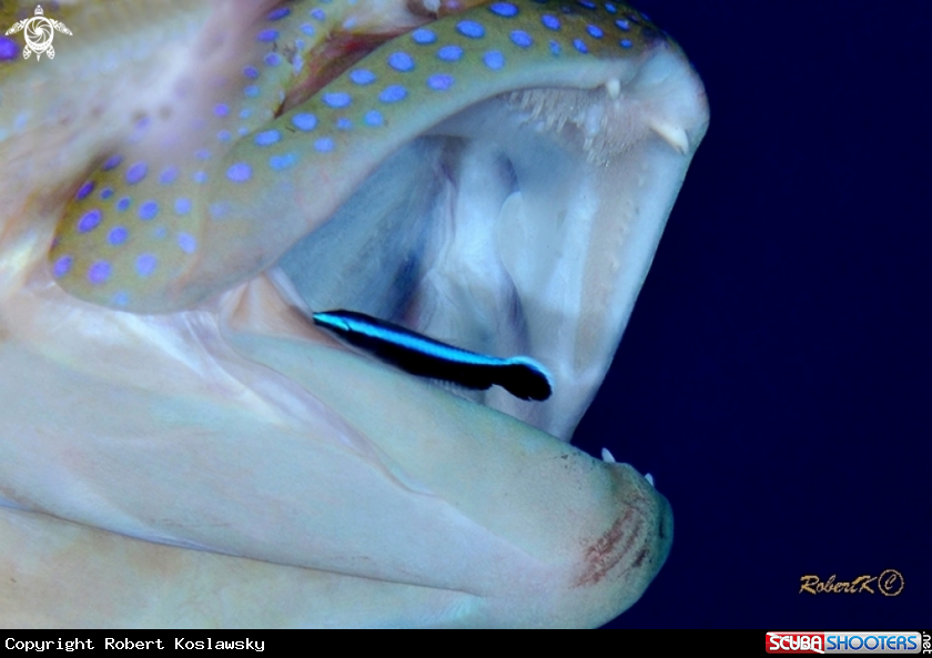 A Grouper
