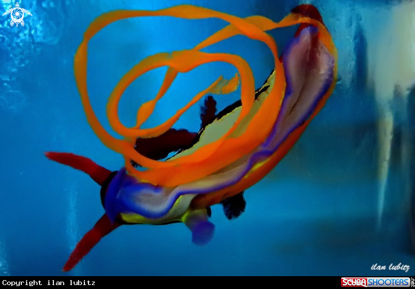 A nudibranch
