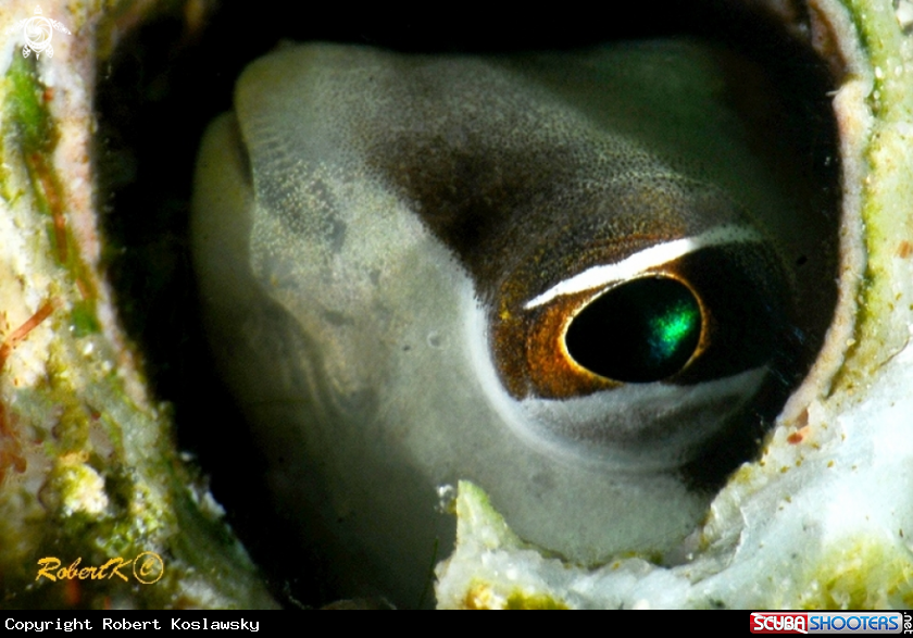 A Blenny