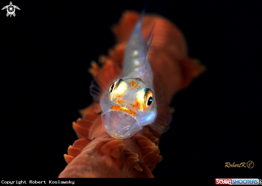 A Goby