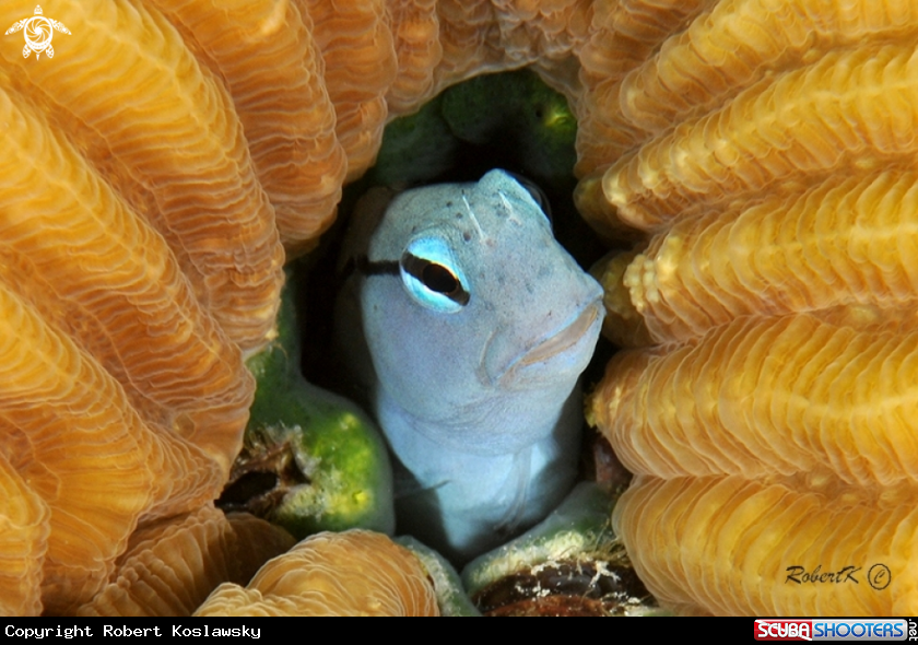 A Blenny