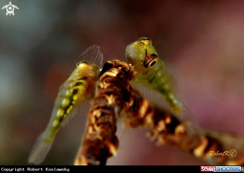 A goby