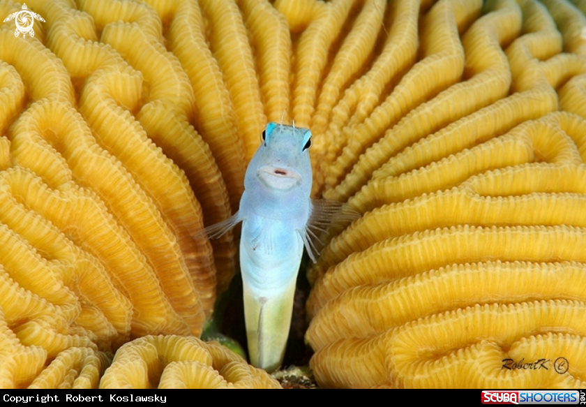 A Blenny