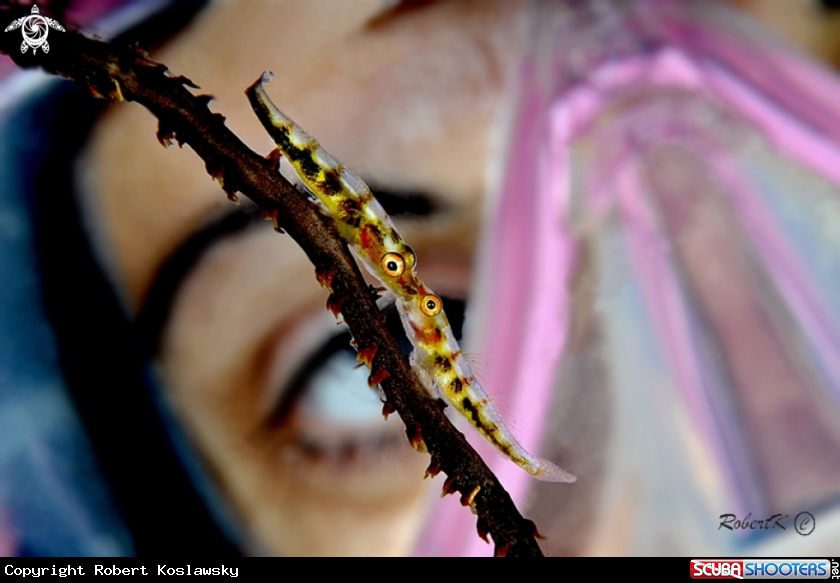 A Goby