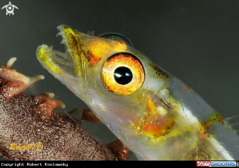 A Goby