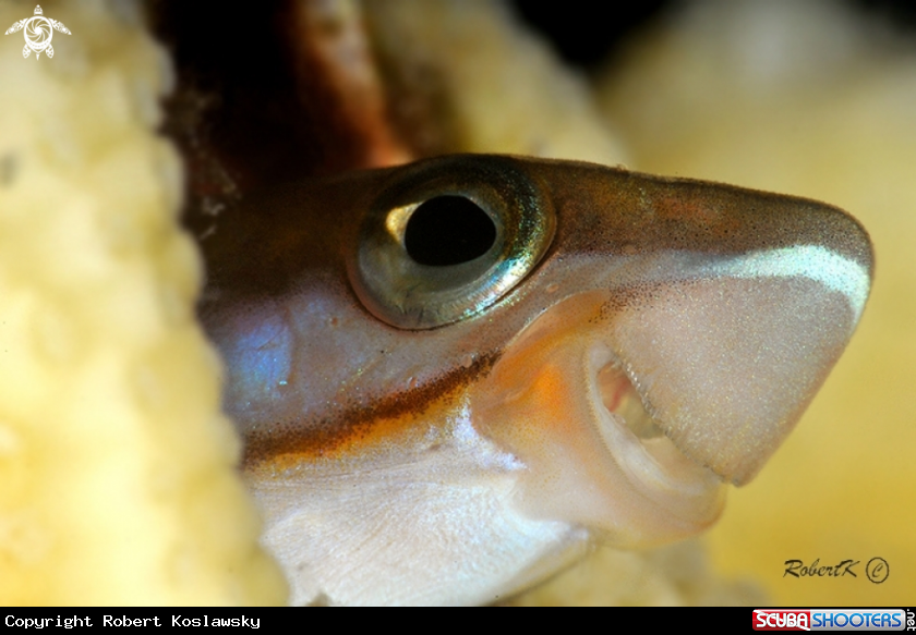 A blenny