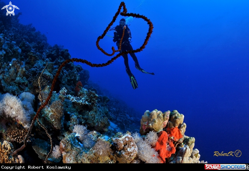 A wire coral