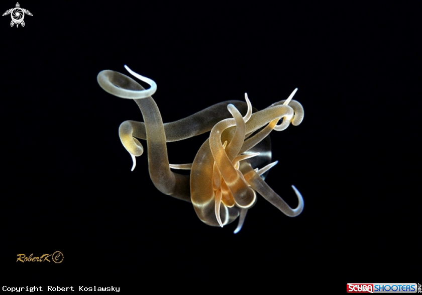 A anemone