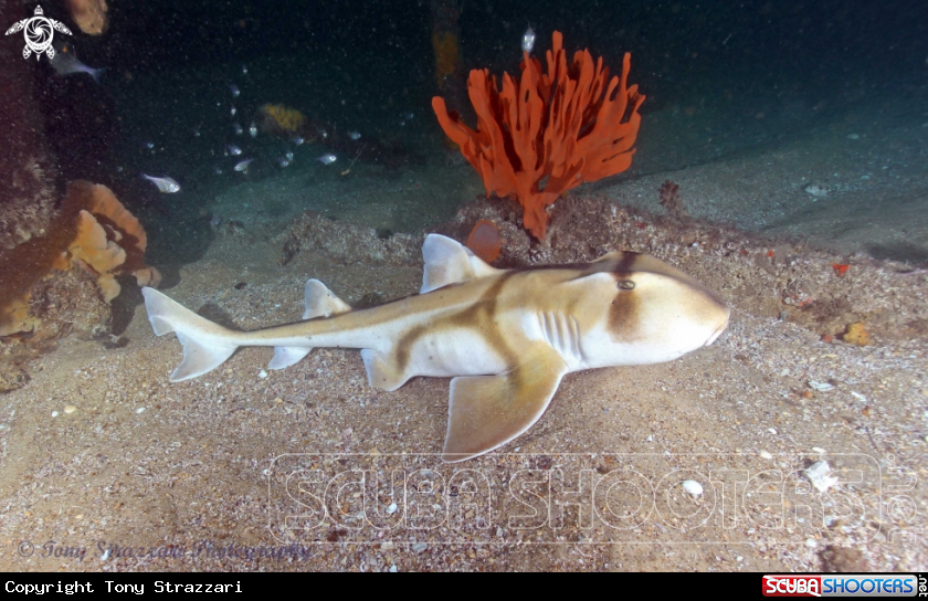 A Port Jackson Shark