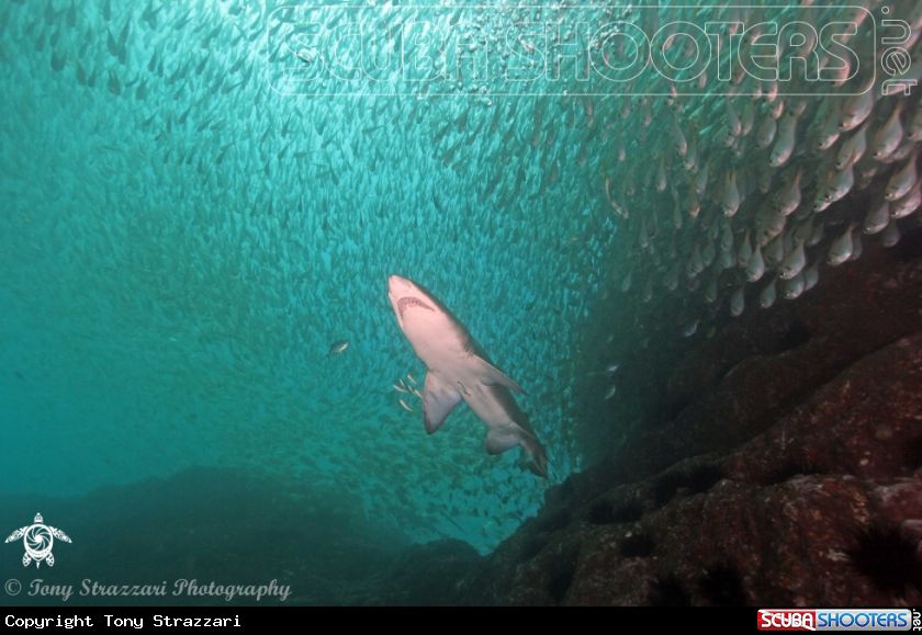 A Grey Nurse Shark (Sand Tiger, Ragged Tooth)