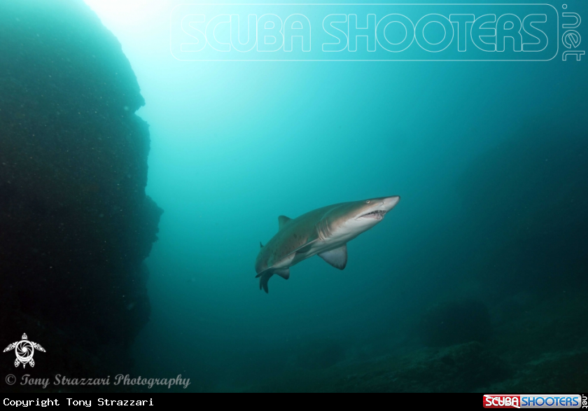 A Grey Nurse Shark (Sand Tiger, Ragged Tooth)