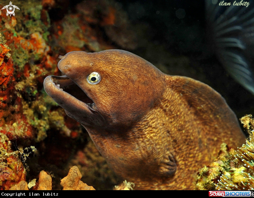 A Moray