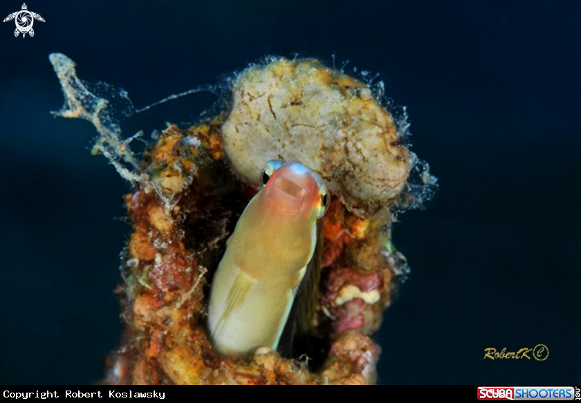 A Blenny