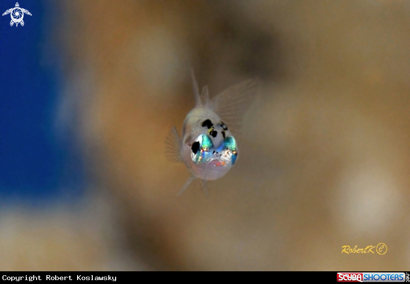 A Goby