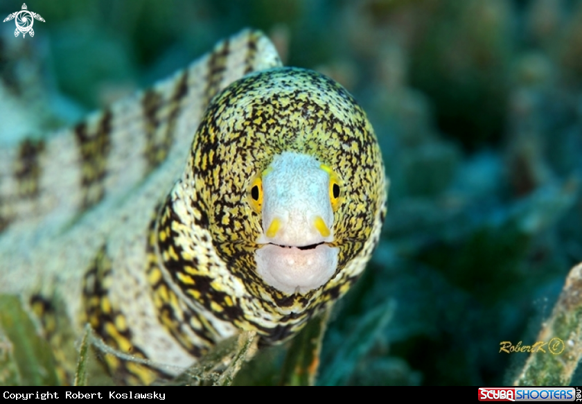 A Moray