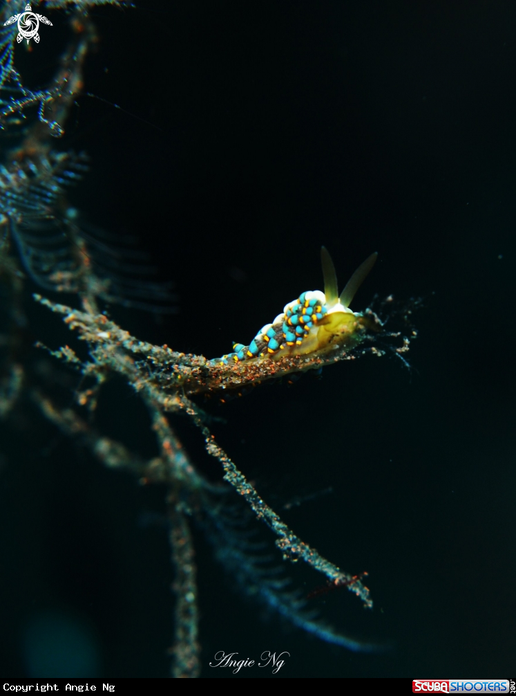 A Nudi