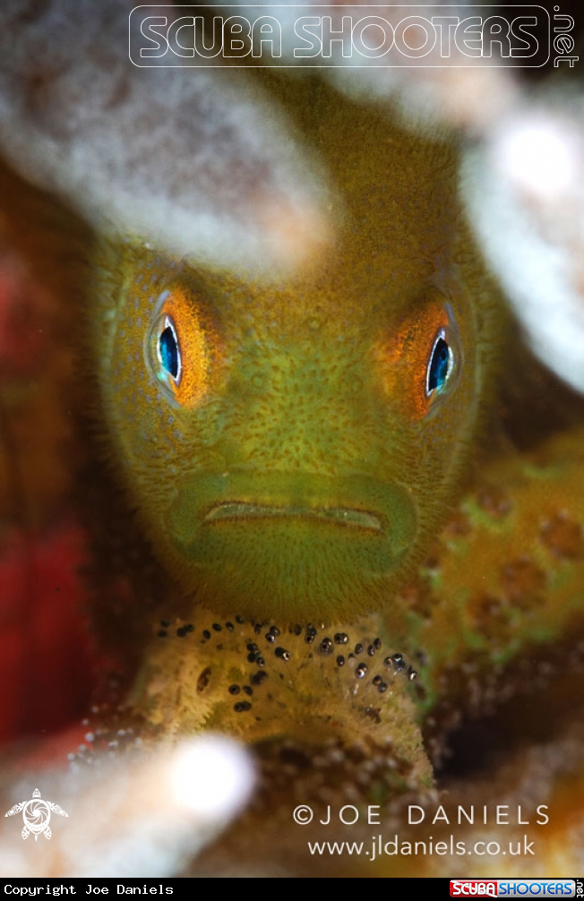 A Hairy Goby