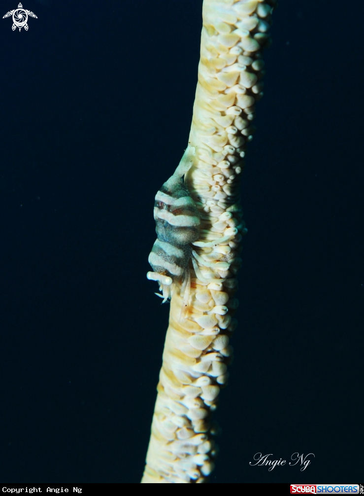 A Shrimp