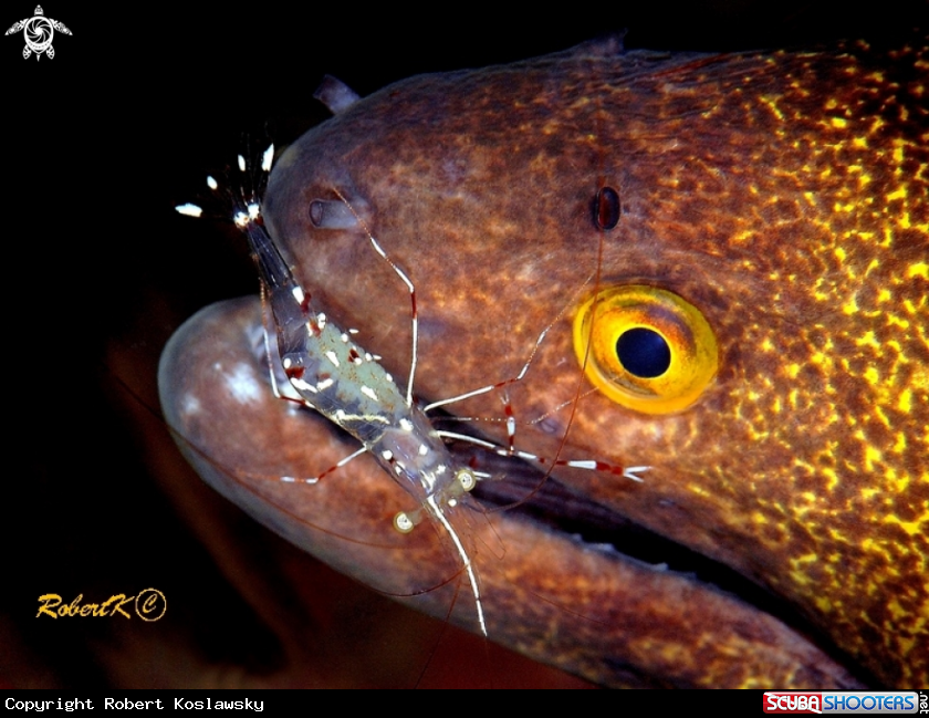 A Moray and Cleanig shrimp