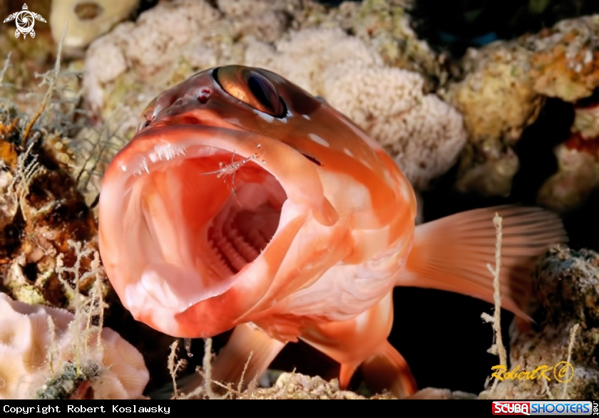 A Grouper & cleaning shrimp