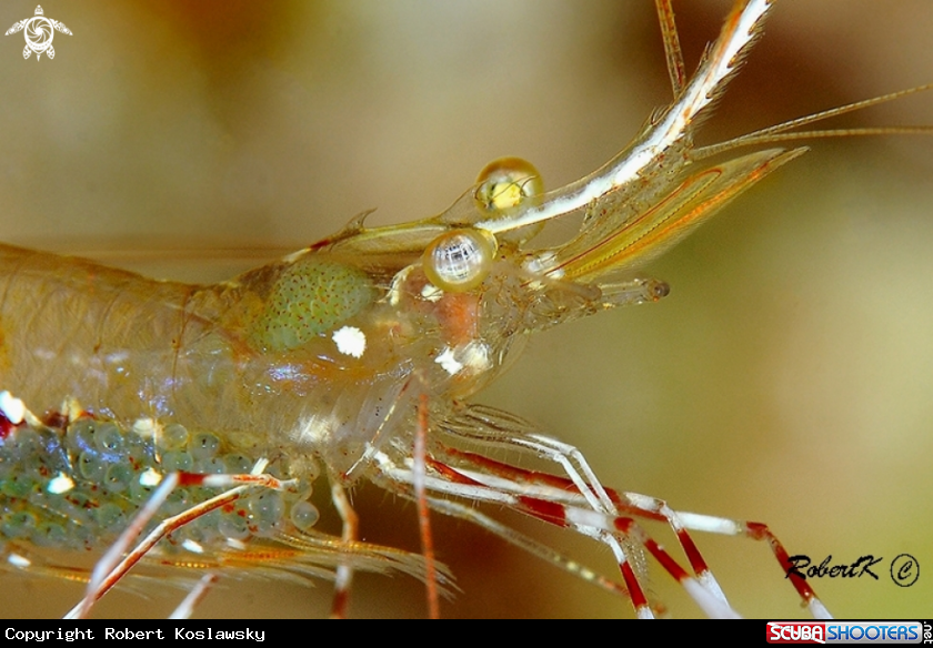 A shrimp