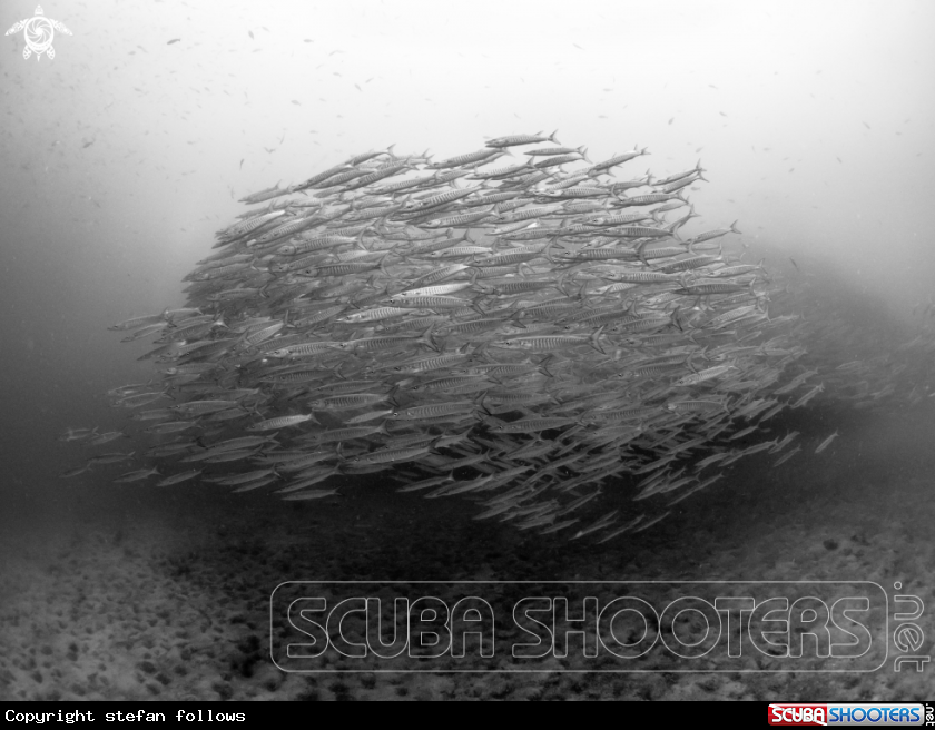 A Chevron Barracuda