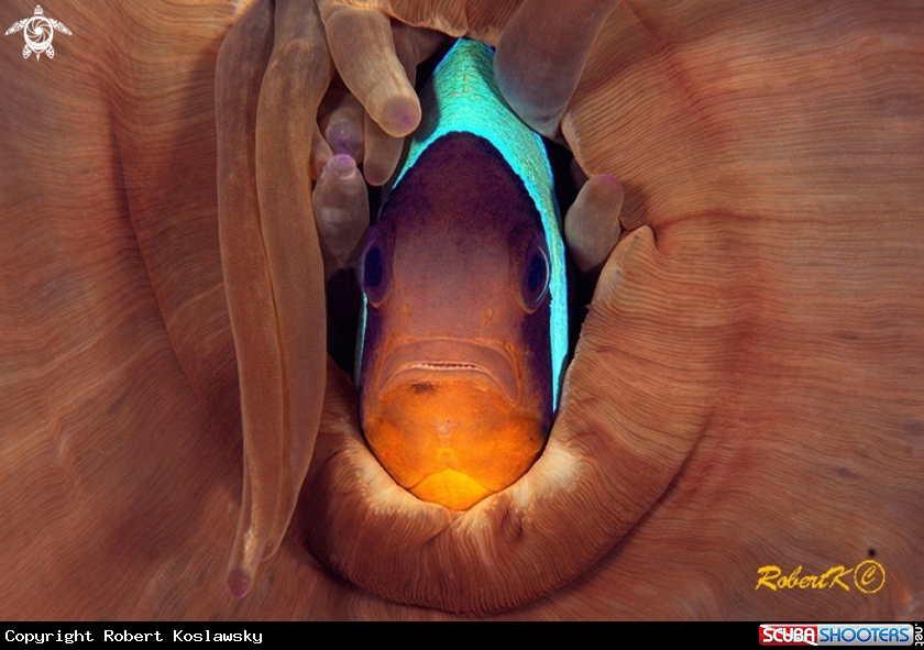 A Nemo