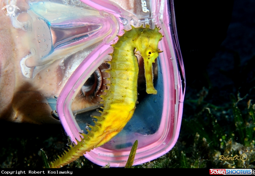 A Sea Horse