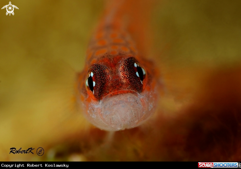 A Goby