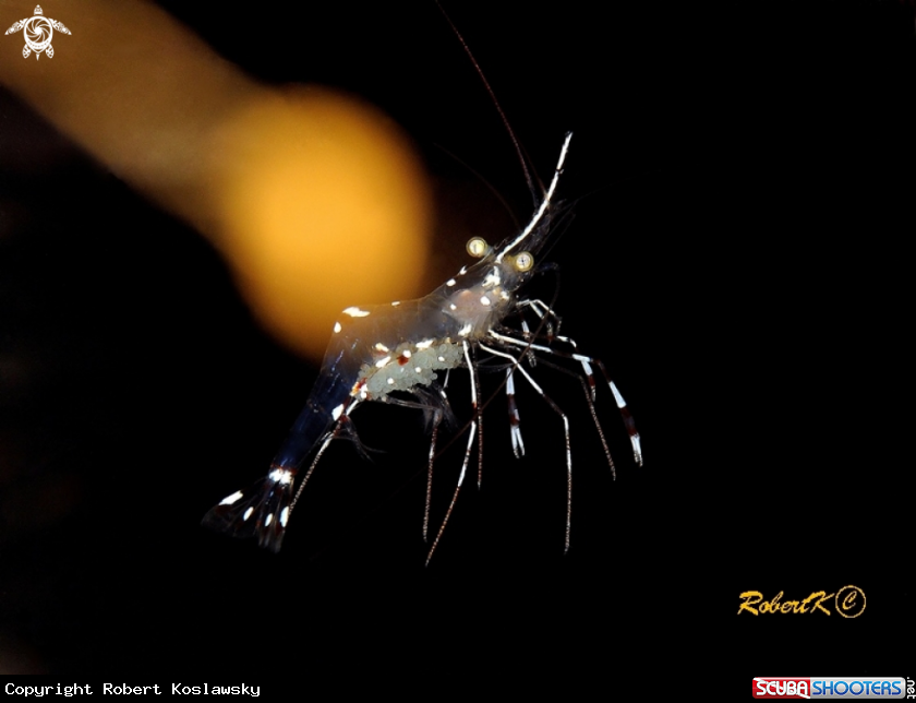 A Shrimp