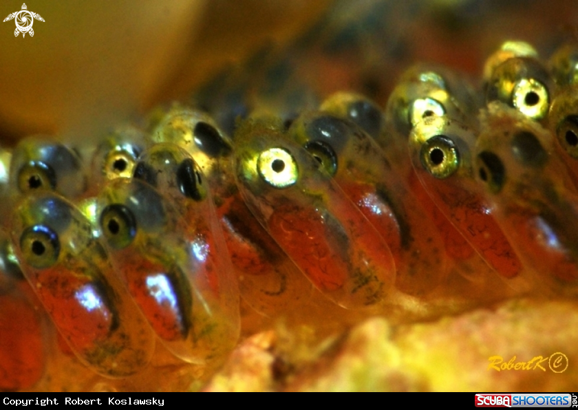 A Nemo egges