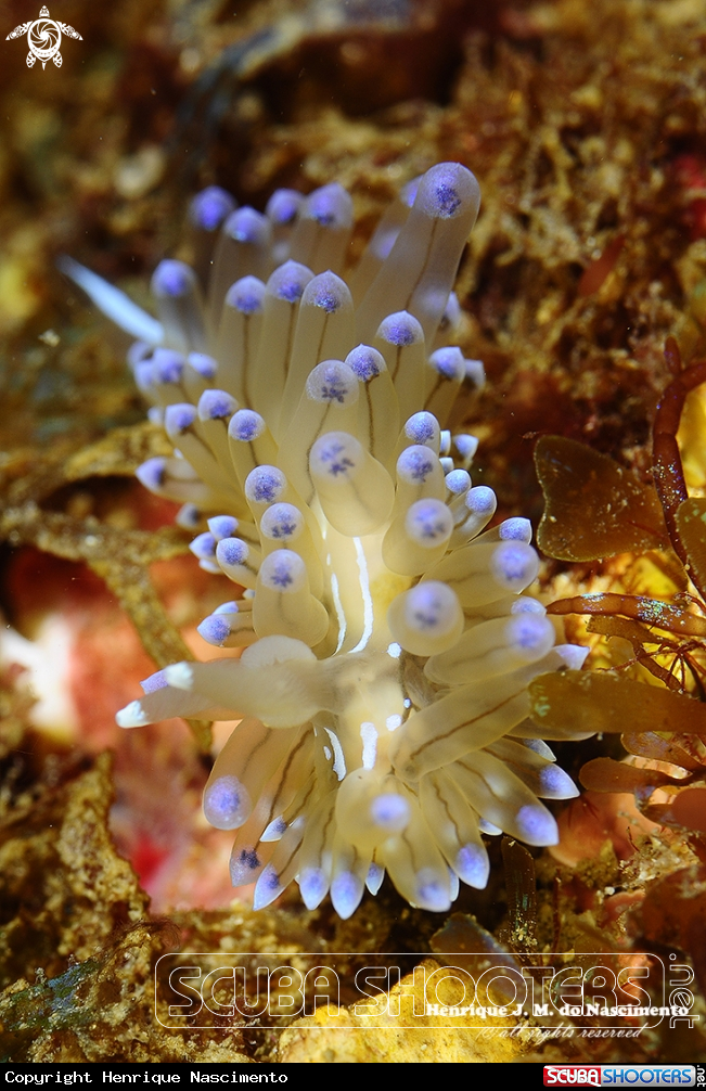 A Nudi